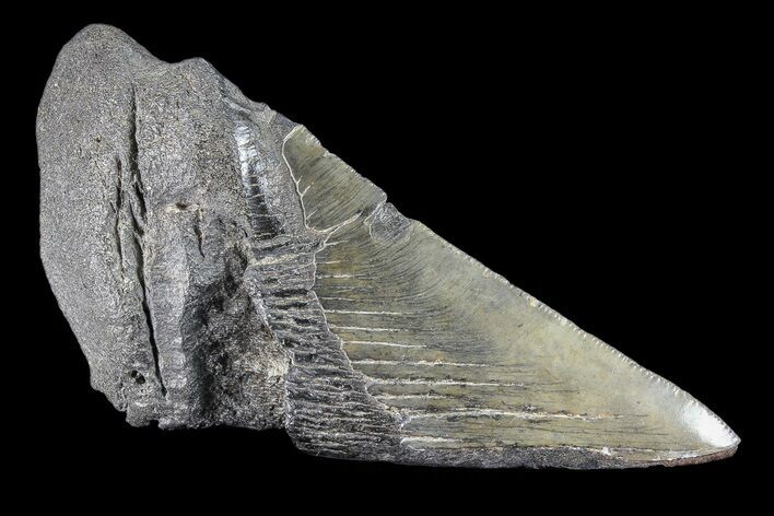 Partial Fossil Megalodon Tooth #88636